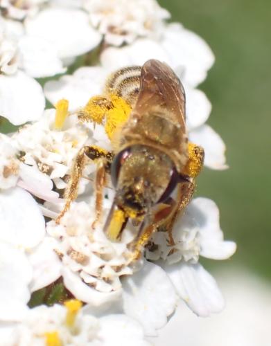 Seladonia subaurata